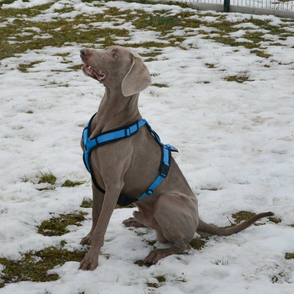 Weimaraner„Saymon“