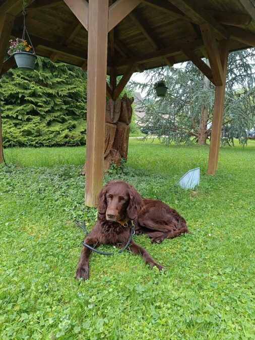 Deutsch-Langhaar Rüde „Theo “ Pflegestelle gesucht!