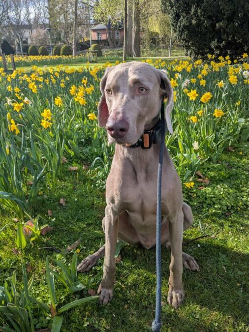 Weimaraner „Theo“