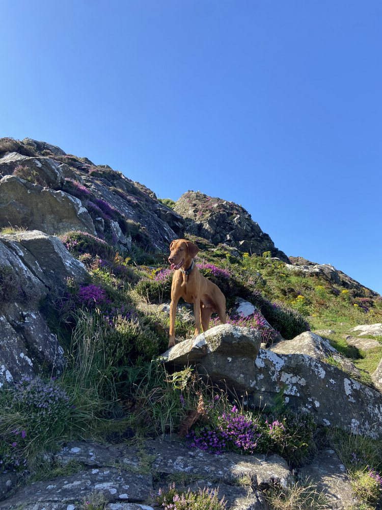 Magyar Viszla „Kalle“