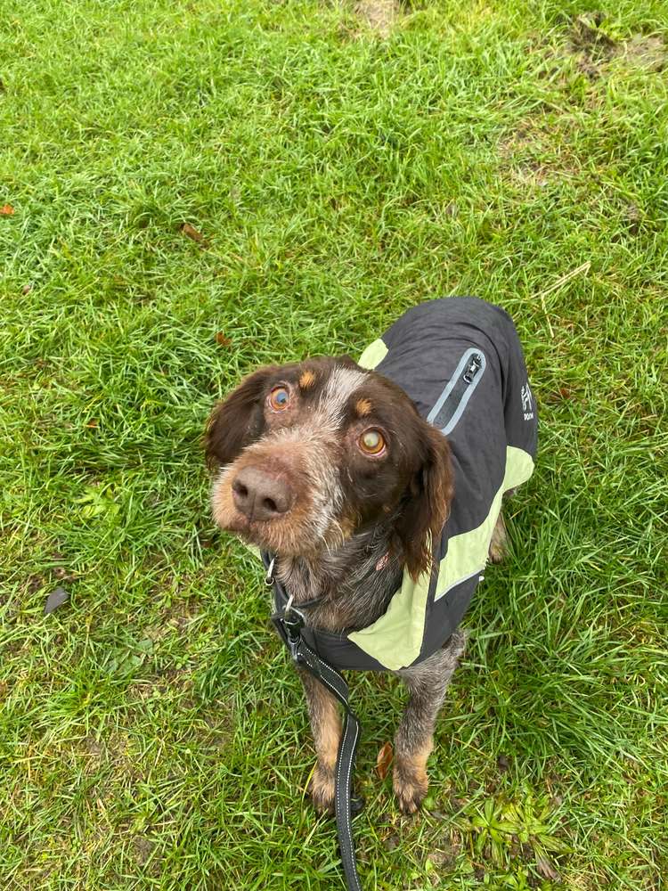 Jagdhund – Mix „Voljin“