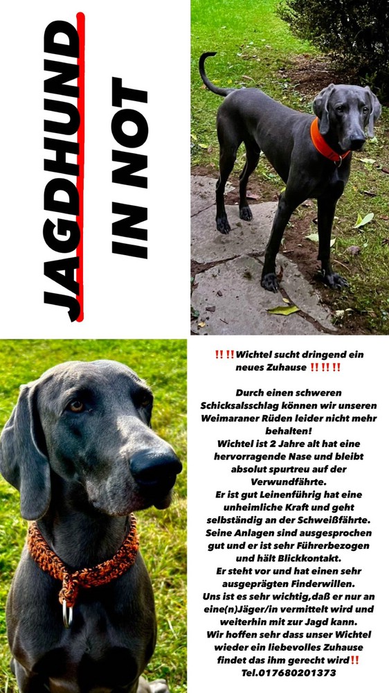 Weimaraner „Wichtel“