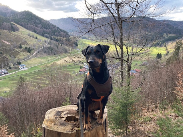 Heideterrier „Lena von der Lönsmeute“