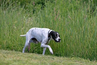 Pointer „Paula“
