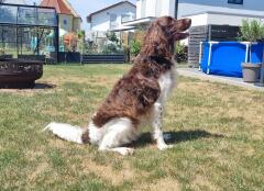 Kleiner Münsterländer “ Quinn „