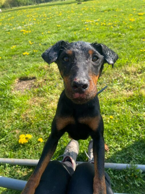 Jagdterrier„Sette“